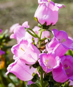 Champion Rose F1 Bellflower Seeds - Canterbury Bells, Campanula Medium - 25 Seeds - Image 3