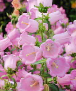 Champion Rose F1 Bellflower Seeds - Canterbury Bells, Campanula Medium - 25 Seeds - Image 4