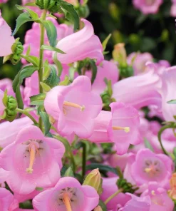 Champion Rose F1 Bellflower Seeds - Canterbury Bells, Campanula Medium - 25 Seeds - Image 5