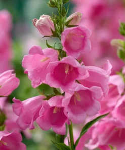Champion Rose F1 Bellflower Seeds - Canterbury Bells, Campanula Medium - 25 Seeds - Image 6