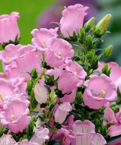 Champion Rose F1 Bellflower Seeds - Canterbury Bells, Campanula Medium - 25 Seeds - Image 1