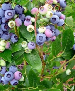 Chandler Northern Highbush Blueberry Live Plant – 2 Year Old – Outdoor - Image 2