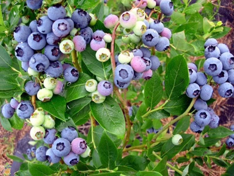 Chandler Northern Highbush Blueberry Live Plant – 2 Year Old – Outdoor - Image 2