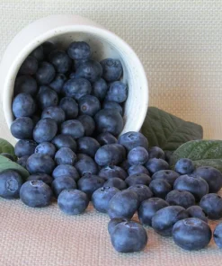 Chandler Northern Highbush Blueberry Live Plant – 2 Year Old – Outdoor - Image 3