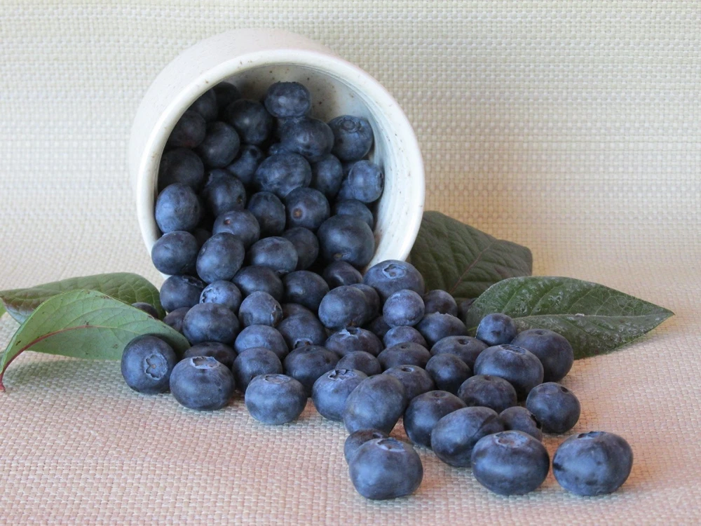 Chandler Northern Highbush Blueberry Live Plant – 2 Year Old – Outdoor - Image 3