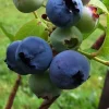 Chandler Northern Highbush Blueberry Live Plant – 2 Year Old – Outdoor - Image 1