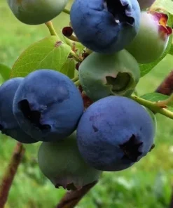 Chandler Northern Highbush Blueberry Live Plant – 2 Year Old – Outdoor - Image 1