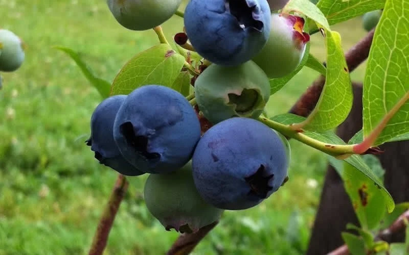 Chandler Northern Highbush Blueberry Live Plant – 2 Year Old – Outdoor - Image 1