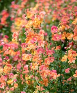 Chantilly Bronze Snapdragon Seeds - 30 Count - Elegant Bronze Flowers - Image 2