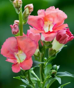 Chantilly Bronze Snapdragon Seeds - 30 Count - Elegant Bronze Flowers - Image 3