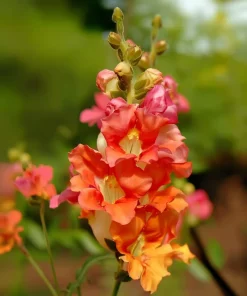 Chantilly Bronze Snapdragon Seeds - 30 Count - Elegant Bronze Flowers - Image 4