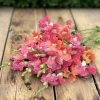 Chantilly Bronze Snapdragon Seeds - 30 Count - Elegant Bronze Flowers - Image 1