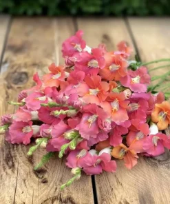 Chantilly Bronze Snapdragon Seeds - 30 Count - Elegant Bronze Flowers - Image 1