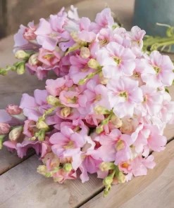 Chantilly Light Pink Snapdragon Seeds - 30 Count - Elegant Flowers for Gardens & Bouquets - Image 2