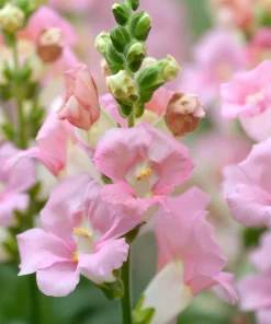 Chantilly Light Pink Snapdragon Seeds - 30 Count - Elegant Flowers for Gardens & Bouquets - Image 3