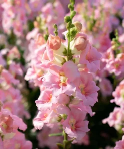 Chantilly Light Pink Snapdragon Seeds - 30 Count - Elegant Flowers for Gardens & Bouquets - Image 4