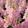 Chantilly Light Pink Snapdragon Seeds - 30 Count - Elegant Flowers for Gardens & Bouquets - Image 1