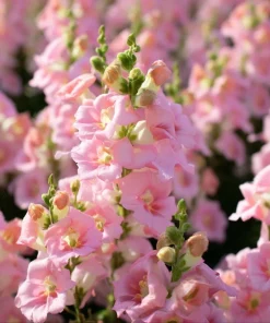 Chantilly Light Pink Snapdragon Seeds - 30 Count - Elegant Flowers for Gardens & Bouquets - Image 1