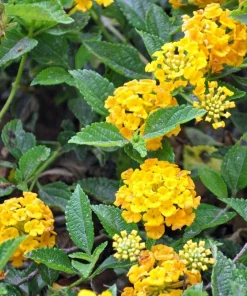 Chapel Hill Gold Lantana Live Plants - Set of 2, Yellow Shrub, 4-7 Inches Tall, Outdoor - Image 2