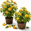 Chapel Hill Gold Lantana Live Plants - Set of 2, Yellow Shrub, 4-7 Inches Tall, Outdoor - Image 1