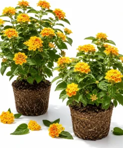 Chapel Hill Gold Lantana Live Plants - Set of 2, Yellow Shrub, 4-7 Inches Tall, Outdoor - Image 1