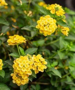 Chapel Hill Gold Lantana Live Plants - Set of 2, Yellow Shrub, 4-7 Inches Tall, Outdoor - Image 4