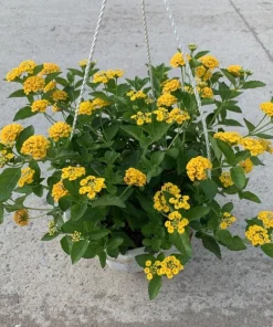 Chapel Hill Gold Lantana Live Plants - Set of 2, Yellow Shrub, 4-7 Inches Tall, Outdoor - Image 6