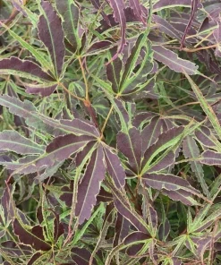 Chartreuse Variegated Japanese Maple Tree - Live Plant - Acer Palmatum - #1 Container - Image 2