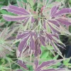Chartreuse Variegated Japanese Maple Tree - Live Plant - Acer Palmatum - #1 Container - Image 1