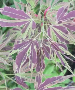 Chartreuse Variegated Japanese Maple Tree - Live Plant - Acer Palmatum - #1 Container - Image 1