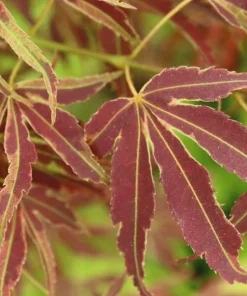 Chartreuse Variegated Japanese Maple Tree - Live Plant - Acer Palmatum - #1 Container - Image 3