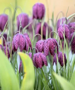 Checker Lily Seeds - Fritillaria Affinis Chocolate Mission Bells - 10 Seeds - Image 2