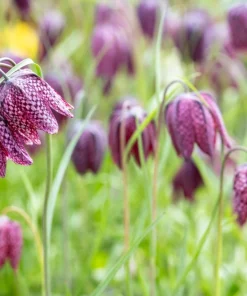 Checker Lily Seeds - Fritillaria Affinis Chocolate Mission Bells - 10 Seeds - Image 3