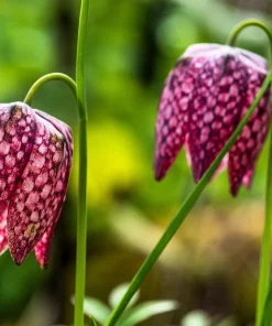 Checker Lily Seeds - Fritillaria Affinis Chocolate Mission Bells - 10 Seeds - Image 4