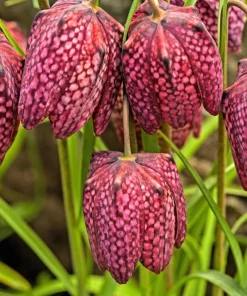 Checker Lily Seeds - Fritillaria Affinis Chocolate Mission Bells - 10 Seeds - Image 5