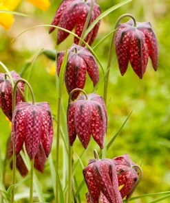 Checker Lily Seeds - Fritillaria Affinis Chocolate Mission Bells - 10 Seeds - Image 6