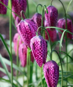 Checker Lily Seeds - Fritillaria Affinis Chocolate Mission Bells - 10 Seeds - Image 7