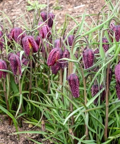 Checker Lily Seeds - Fritillaria Affinis Chocolate Mission Bells - 10 Seeds - Image 8