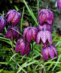 Checker Lily Seeds - Fritillaria Affinis Chocolate Mission Bells - 10 Seeds - Image 9