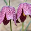 Checker Lily Seeds - Fritillaria Affinis Chocolate Mission Bells - 10 Seeds - Image 1