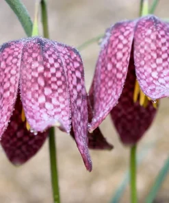Checker Lily Seeds - Fritillaria Affinis Chocolate Mission Bells - 10 Seeds - Image 1