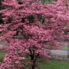 Cherokee Chief Dogwood Live Plant - 18+ Inch Red Flowering Tree - Image 1