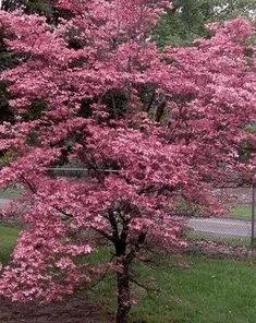 Cherokee Chief Dogwood Live Plant - 18+ Inch Red Flowering Tree - Image 1