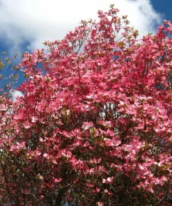 Cherokee Chief Dogwood Live Plant - Red Flowering Tree 18+ inches - Image 2