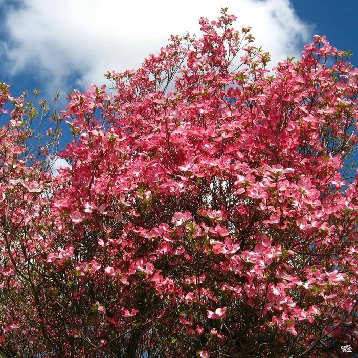 Cherokee Chief Dogwood Live Plant - Red Flowering Tree 18+ inches - Image 2