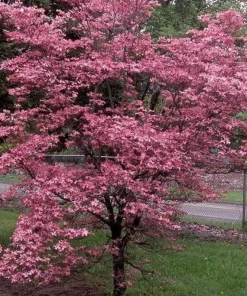 Cherokee Chief Dogwood Live Plant - Red Flowering Tree, 18+ inches Tall - Image 1