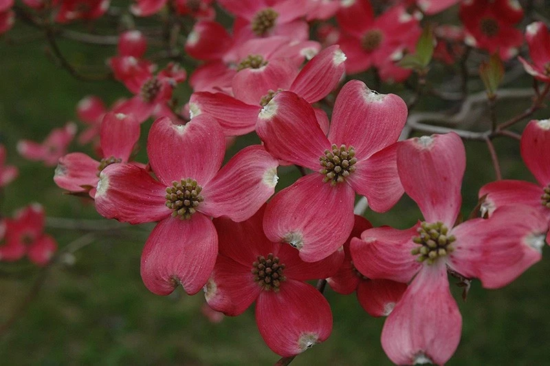 Cherokee Chief Dogwood Live Plant - Red Flowering Tree 18+ inches - Image 3