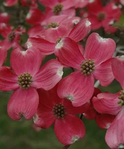 Cherokee Chief Dogwood Live Plant - Red Flowering Tree, 18+ inches Tall - Image 3