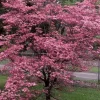 Cherokee Chief Dogwood Live Plant - Red Flowering Tree 18+ inches - Image 1