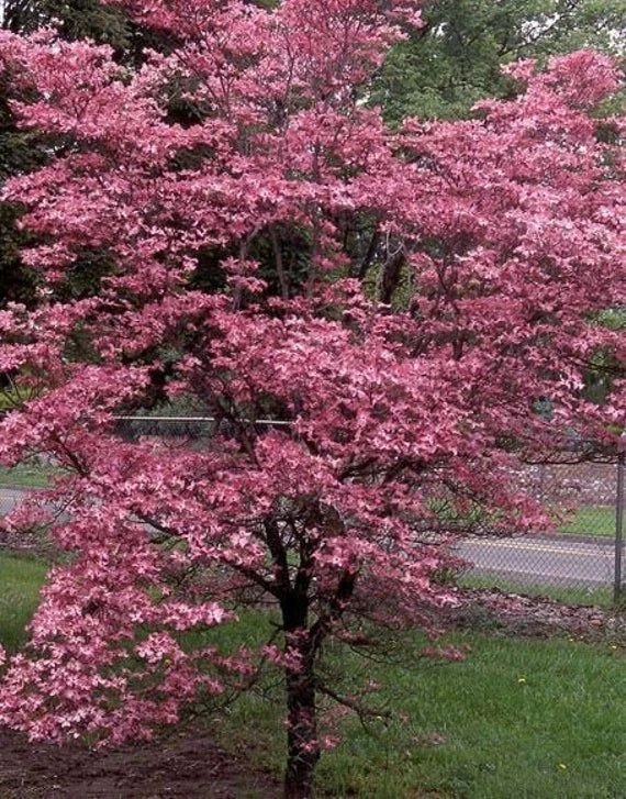 Cherokee Chief Dogwood Live Plant - Red Flowering Tree 18+ inches - Image 1